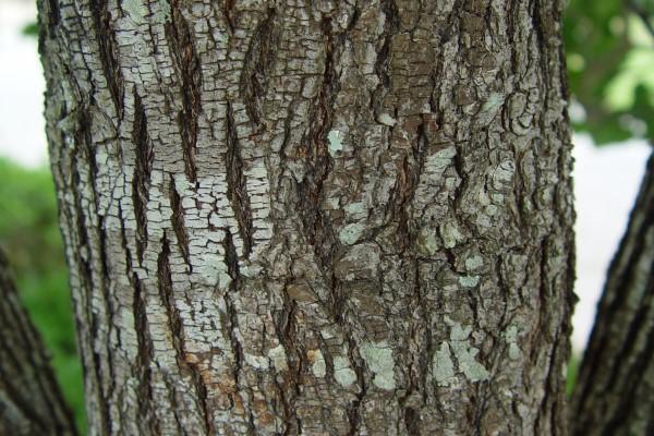 Shallow vertical furrows of bark on a mature callery pear trunk. Patches of gray-green lichen happen to be present.