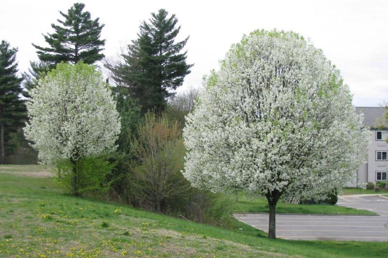 Two blooming callery pear trees with an even, upright-oval canopy shape.