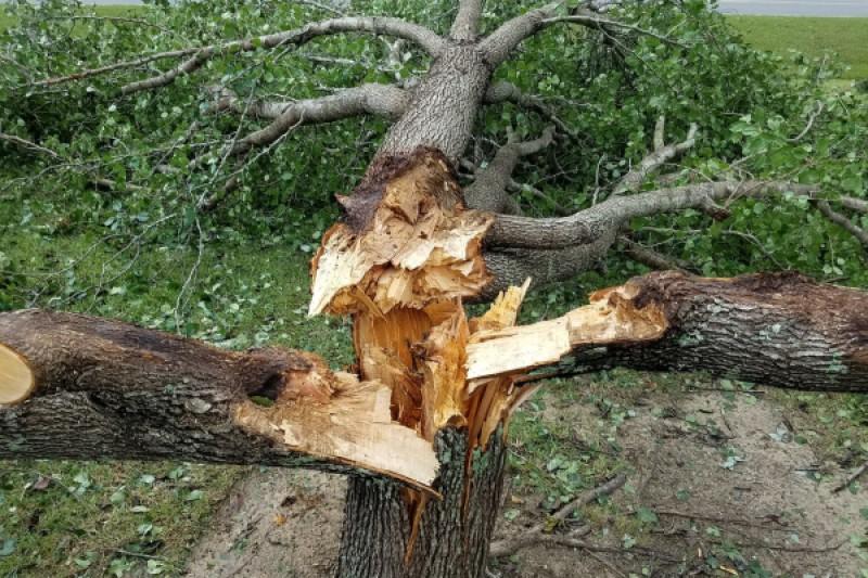 Mature callery pear tree completely split by storm damage into three sections.