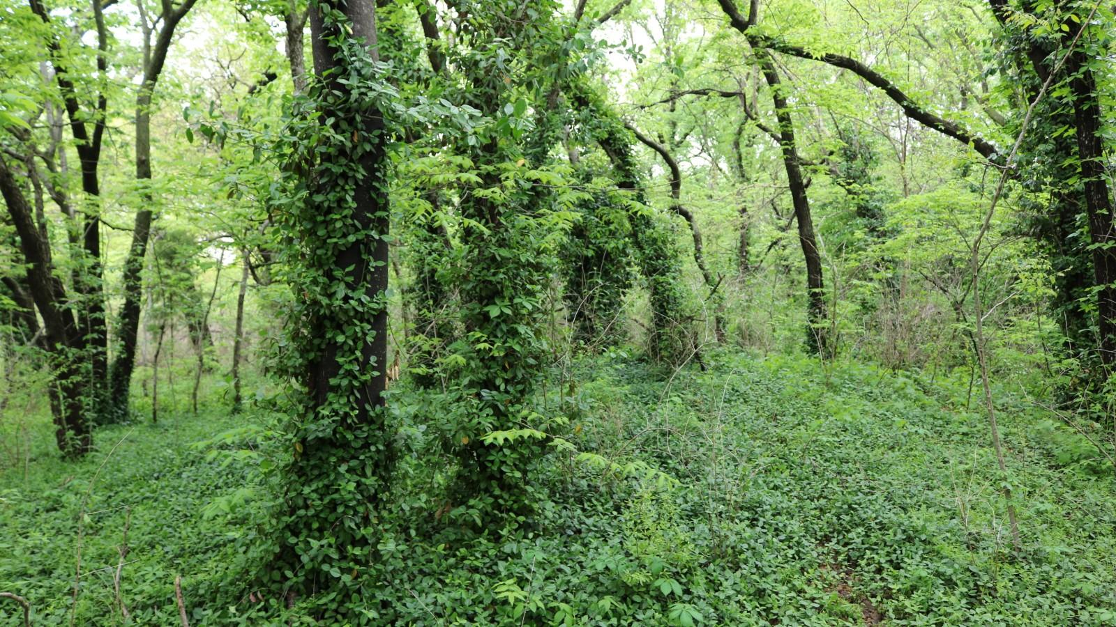 Rampant winter creeper growth carpeting the ground and smothering several tree trunks in a forest.
