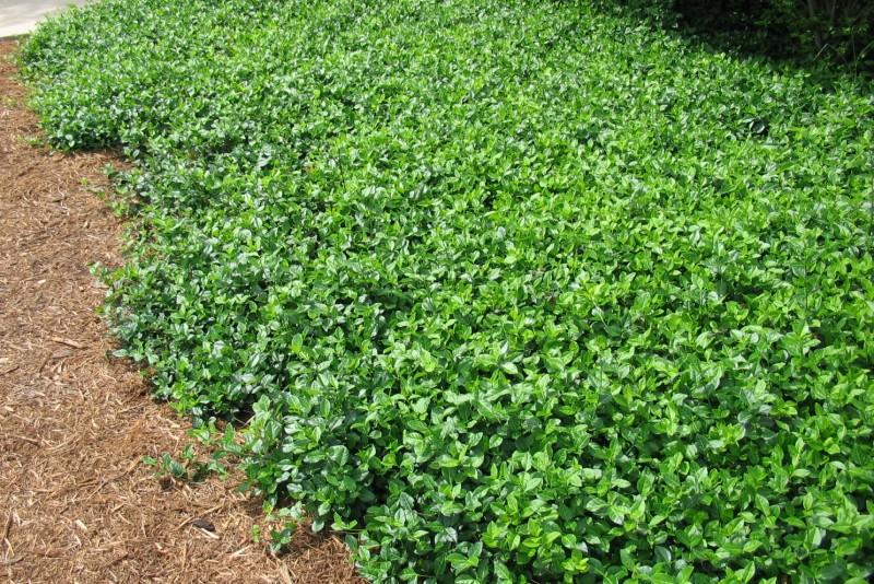 Dense carpet of winter creeper growth when cultivated as a groundcover in a sunny site.