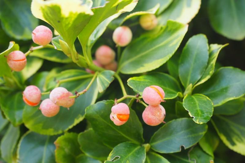 Stalked pale pink seed capsules split to reveal orange berries on a variegated winter creeper cultivar.
