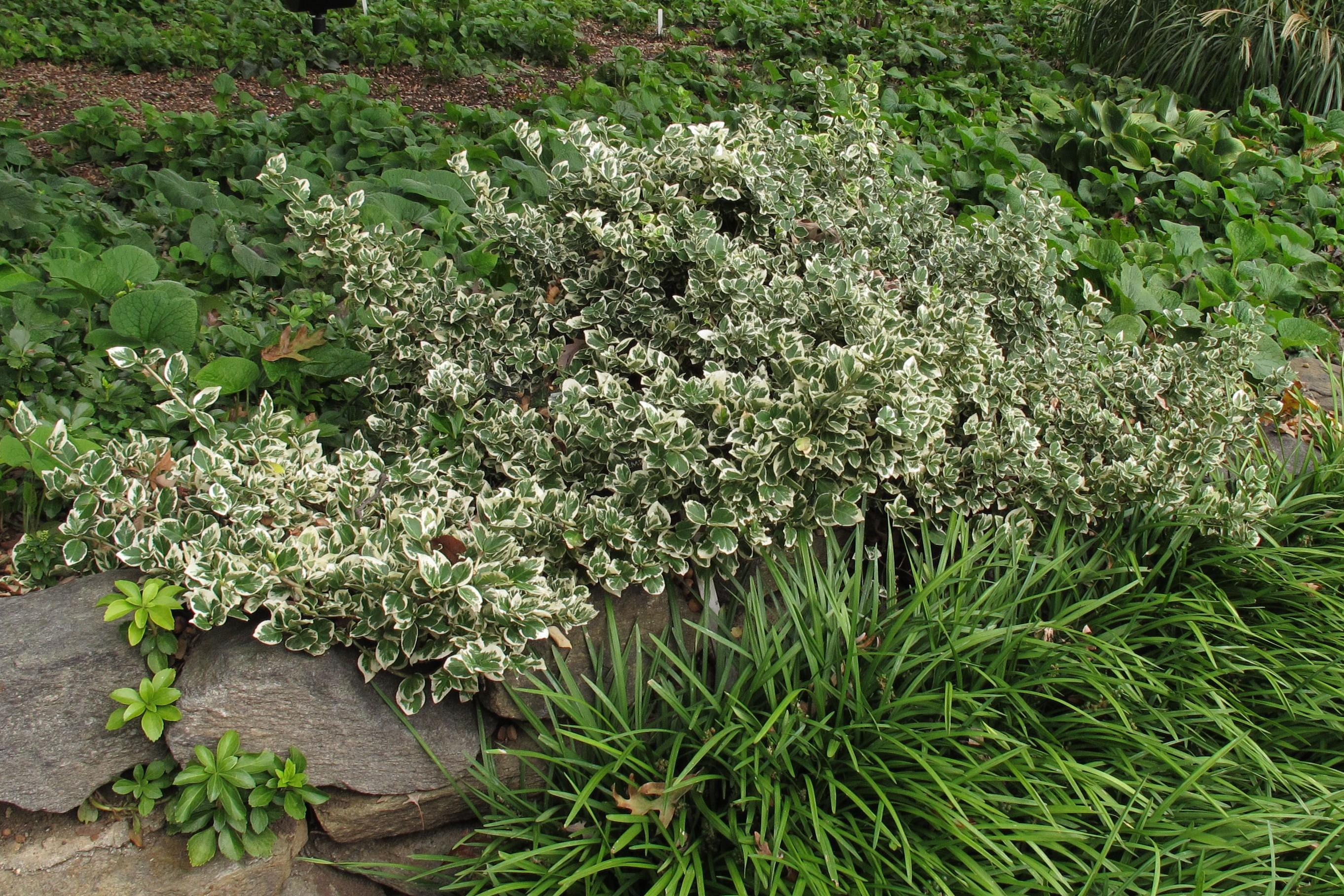 Sprawling growth habit of a variegated cultivar of winter creeper growing as a shrub.