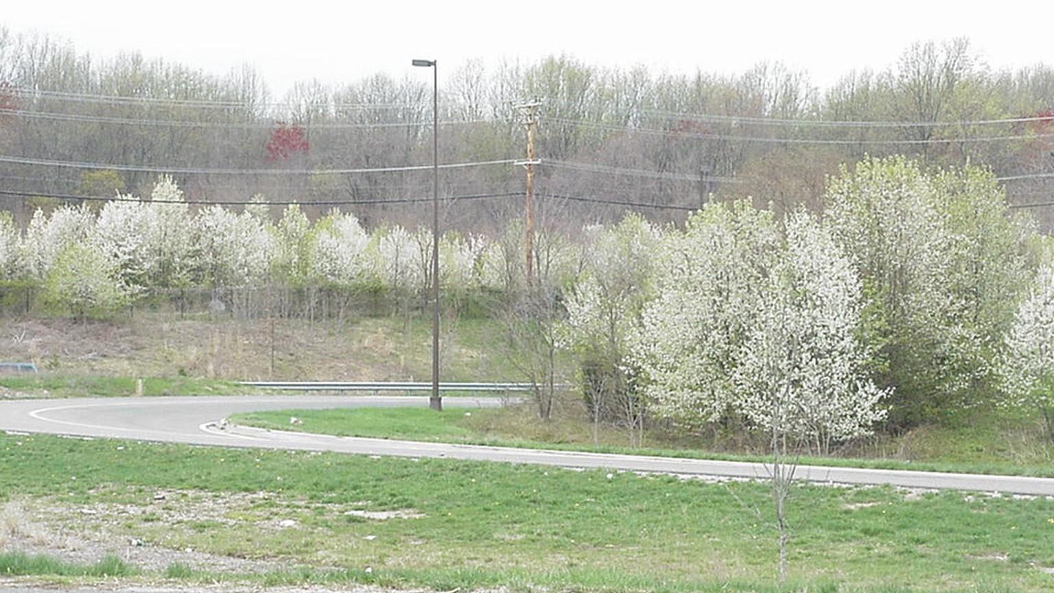 Numerous callery pear trees growing along a roadside.