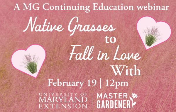 native grasses to fall in love with