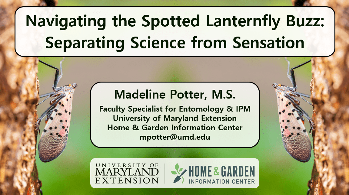 A title screen for the webinar titled Navigating the Spotted Lanternfly Buzz: Separating Science from Sensation