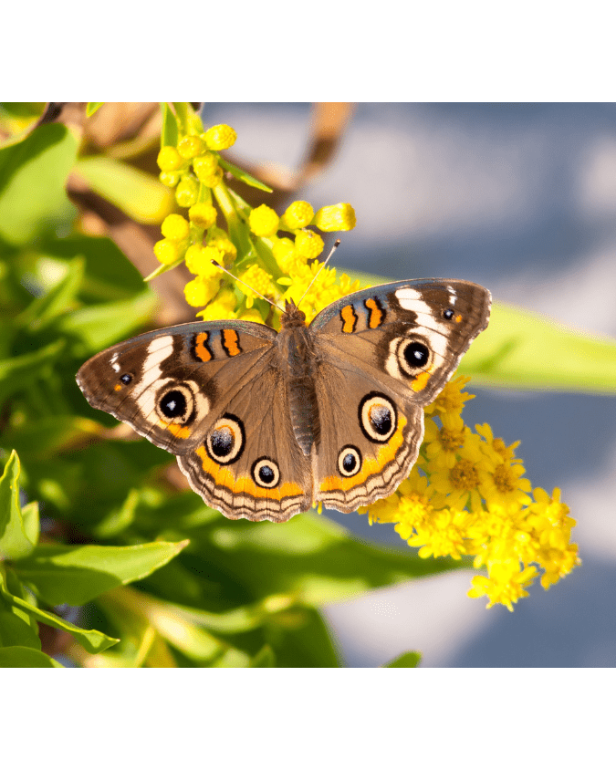 A Common Buckeye butterfly on goldenrod 
