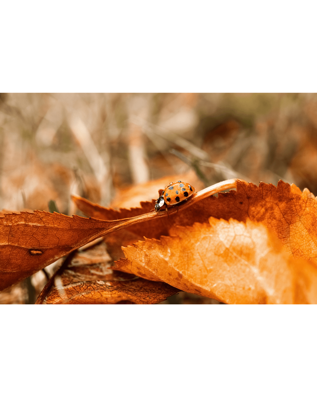 A photo of a ladybug crawling on fallen brown leaves on the ground.