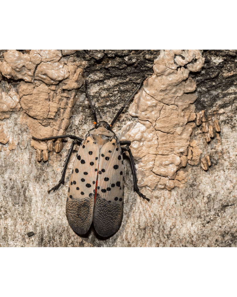 A photo of an adult spotted lanternfly next to two spotted lanternfly egg masses.