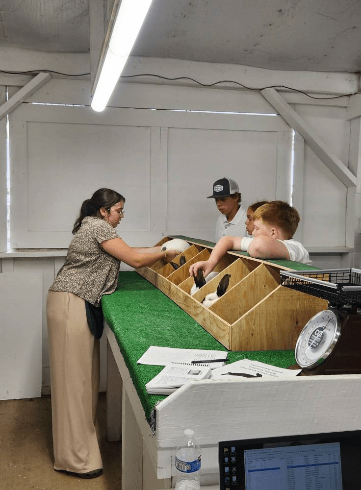  woman and three boys observe rabbits in wooden compartments on a green table in a well-lit room. Papers and a scale are on the table.