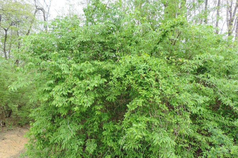Large, rounded amur honeysuckle shrub with arching branches.