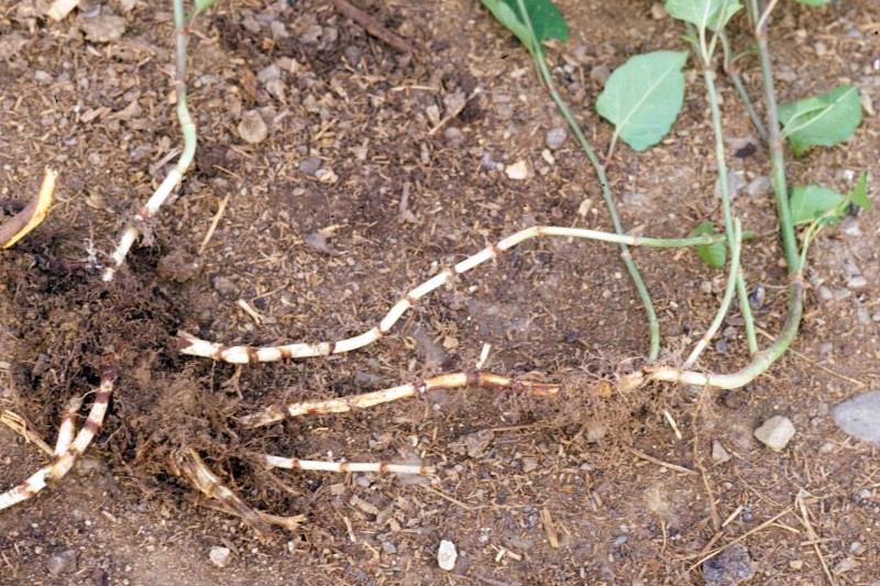Young Japanese knotweed rhizomes, white and comparatively slender, dug out and laid on the soil surface.
