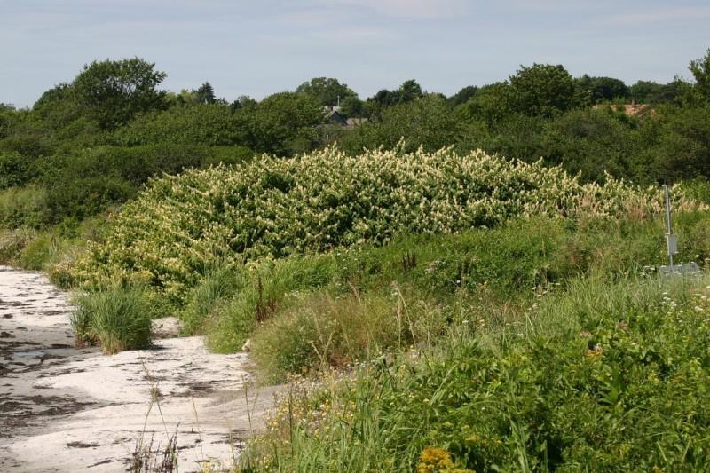 Large mass of Japanese knotweed in flower, growing on a sandy shoreline.