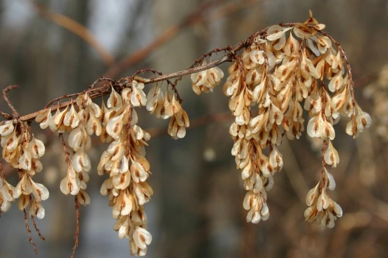 Hanging clusters of light brown papery winged seeds on the end of a bare Japanese knotweed stem.