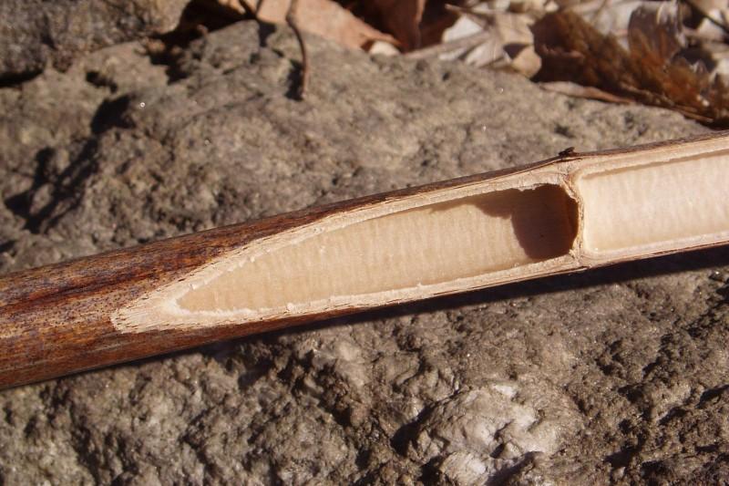 Split Japanese knotweed stem exposing the bamboo-like hollow, segmented interior.
