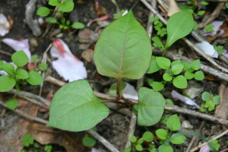Japanese knotweed seedling with young green leaves and a purplish petiole color.