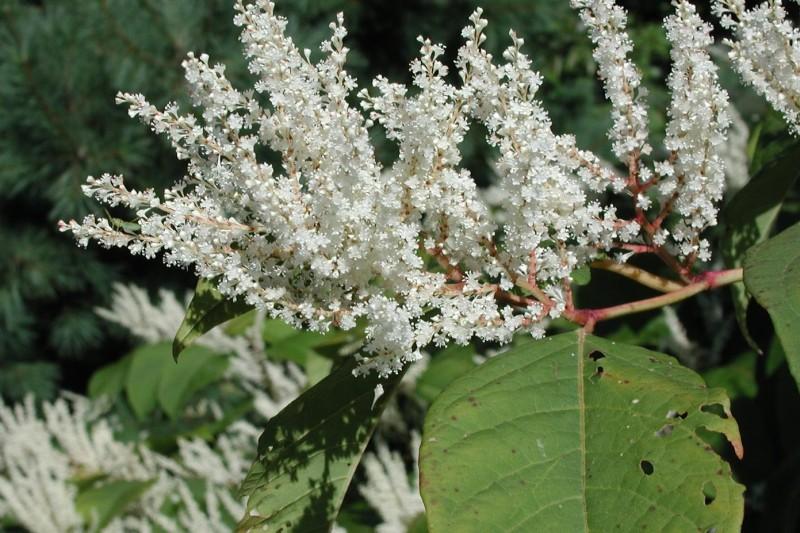 Tufts of tiny white flowers in dense upright clusters along a Japanese knotweed stem.