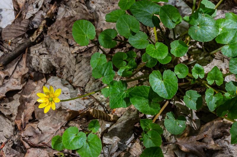 Kidney-shaped waxy leaves on lesser celandine.