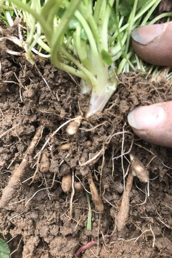 Tuberous lesser celandine roots near the soil surface on an actively growing plant.