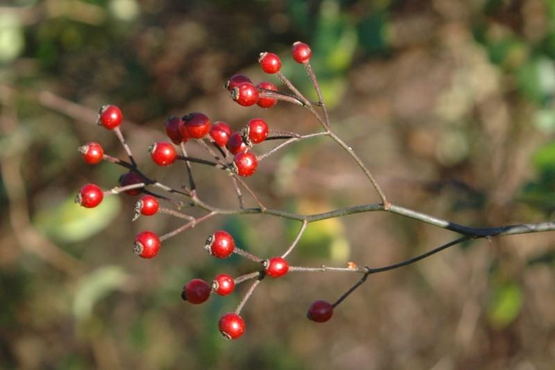 Branched, long-stalked cluster of small red multiflora rose berries.