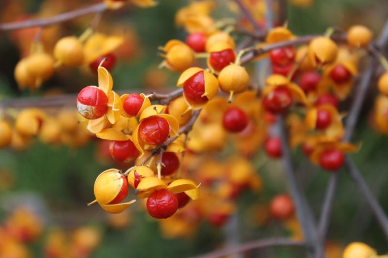 Reddish-orange Oriental bittersweet berries exposed as the yellow-orange seed covering opens.