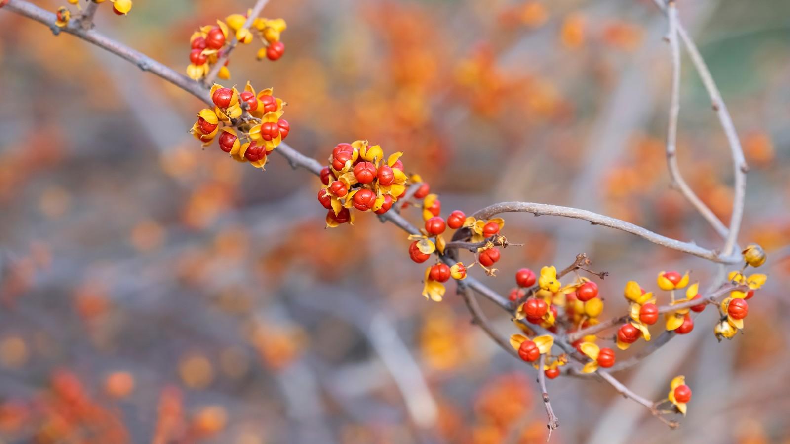 Clusters of red-orange berries with yellow-orange covers on bare Oriental bittersweet branches in winter.