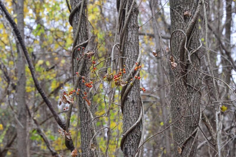 Oriental bittersweet stems tightly wrapped around tree trunks.