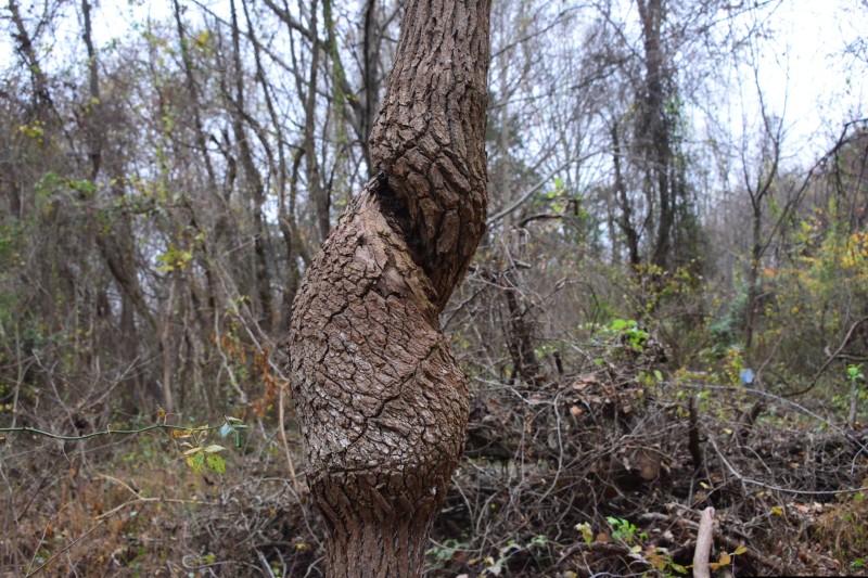 Pinched and disfigured tree trunk that was strangled by Oriental bittersweet.