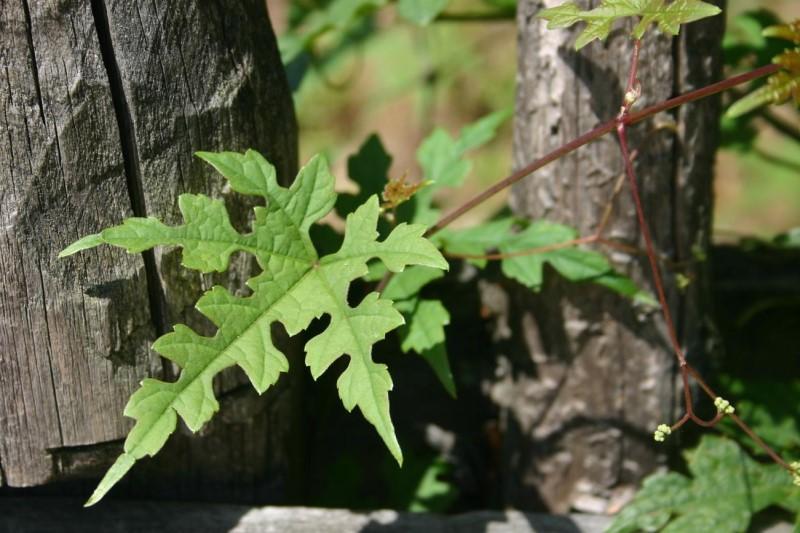 Porcelainberry leaf with five main lobes and many secondary lobes that give the leaf a lacier appearance.
