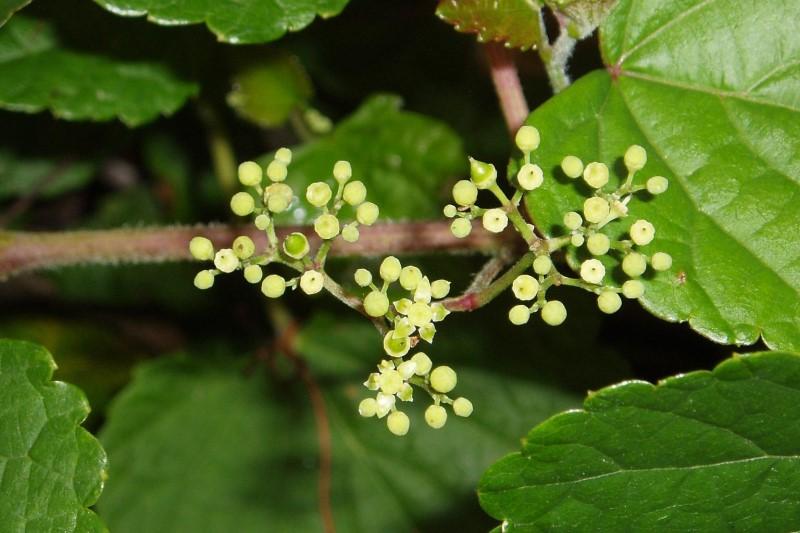 Clusters of small, pale yellow-green porcelainberry flowers.