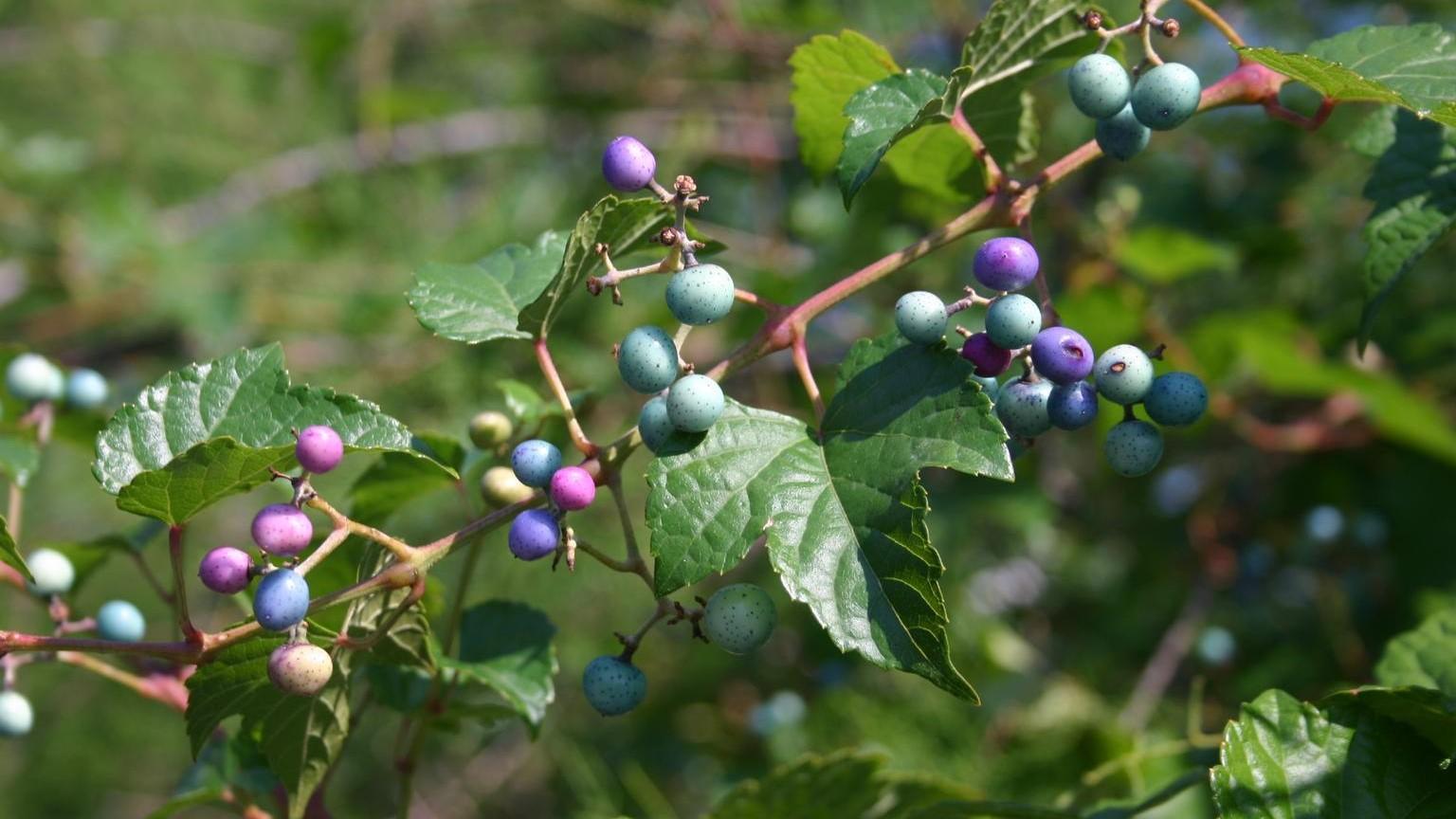 Teal, blue, and violet-colored berries on a porcelainberry vine stem.