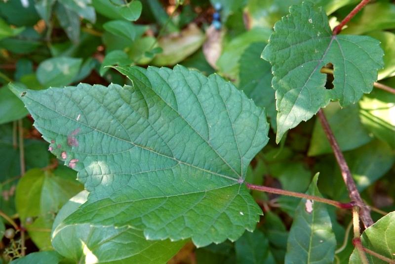 Porcelainberry leaf with a maple-like shape of three main lobes.