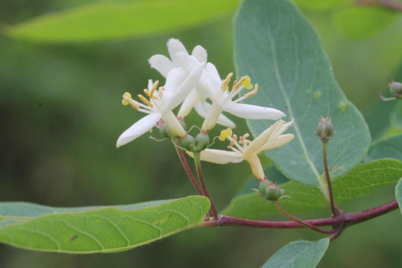 Stalked white flowers and swelling ovaries (developing berries) on tatarian honeysuckle.