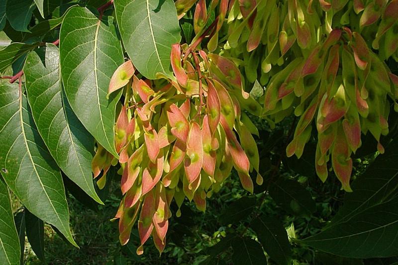 Orange-blushed green winged seeds in hanging clusters on tree-of-heaven.
