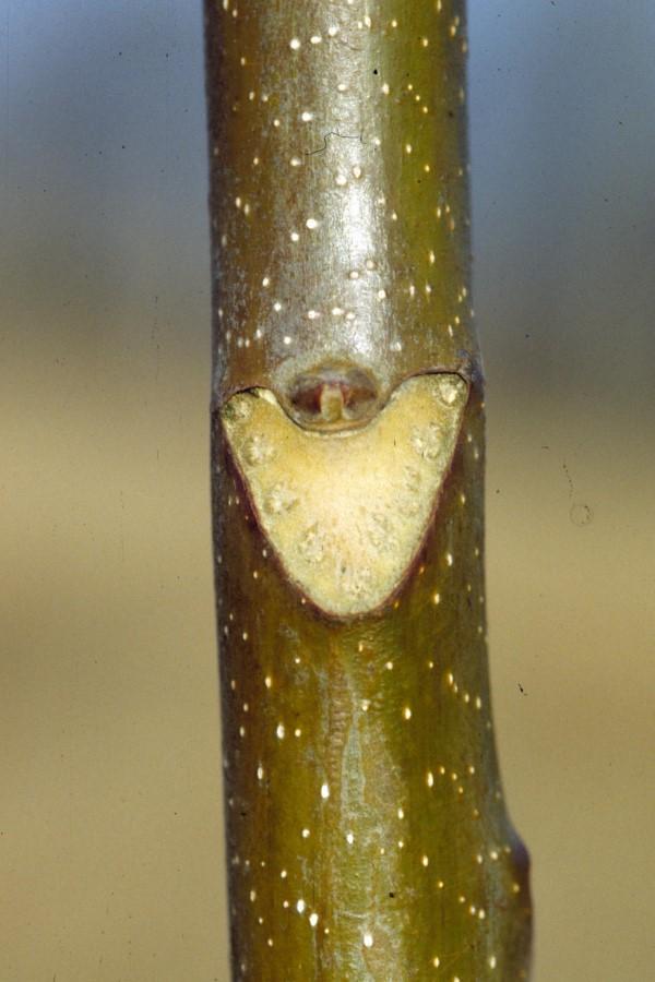 Leaf scar roughly shaped like a narrow heart on a tree-of-heaven twig in winter.