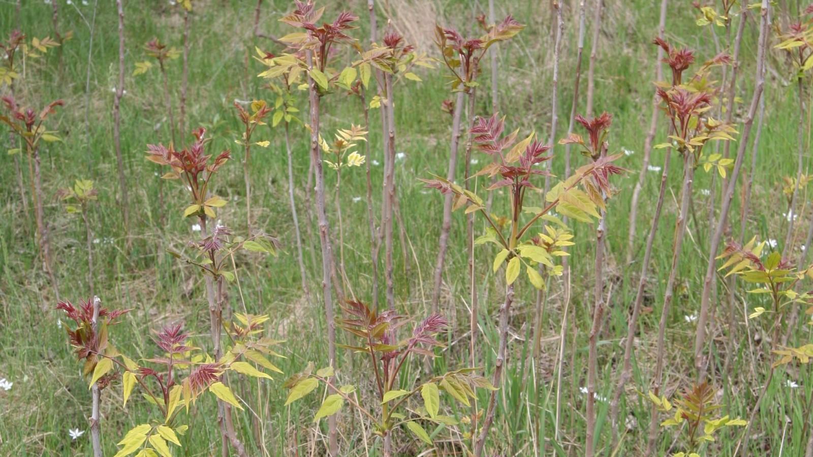 Multiple tree-of-heaven root sprouts (suckers) with plum-red new growth and yellow-green leaves.