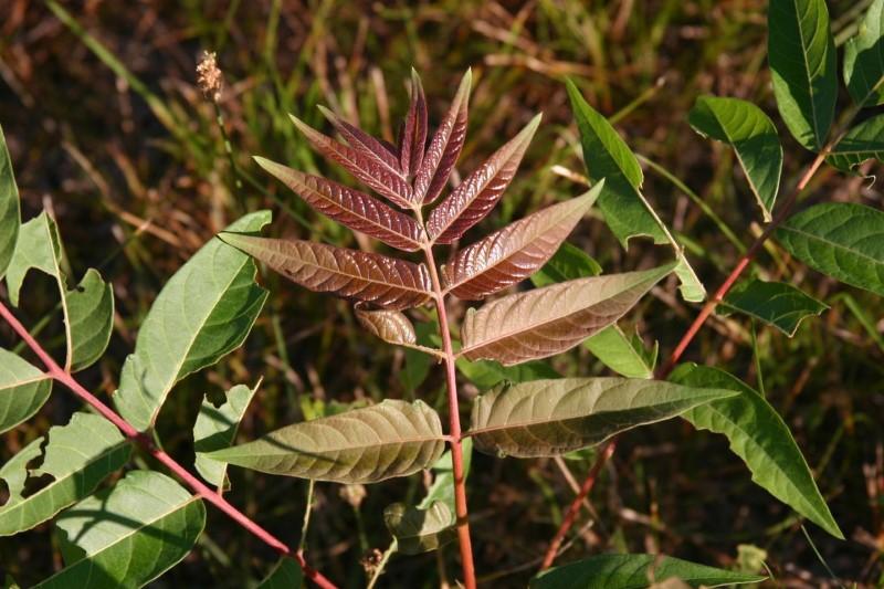 Reddish-bronze blush on young tree-of-heaven leaves.