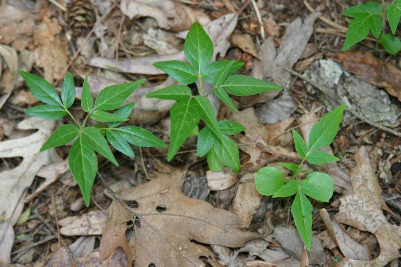 Tree-of-heaven seedlings with their first set of pointed, three-part compound leaves.