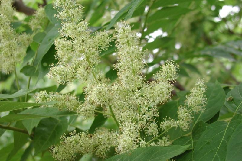 Clusters of numerous small greenish-white flowers on tree-of-heaven branches.
