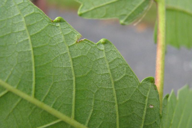 Close-up view of the bump-like glands on the basal teeth on tree-of-heaven leaflets.