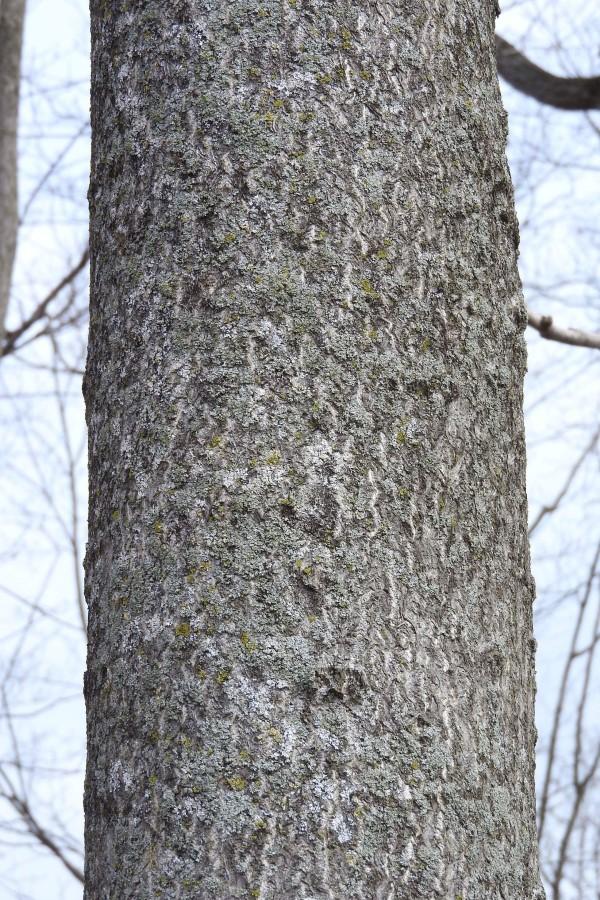 Gray bark, lacking deep fissures, on a mature tree-of-heaven trunk.