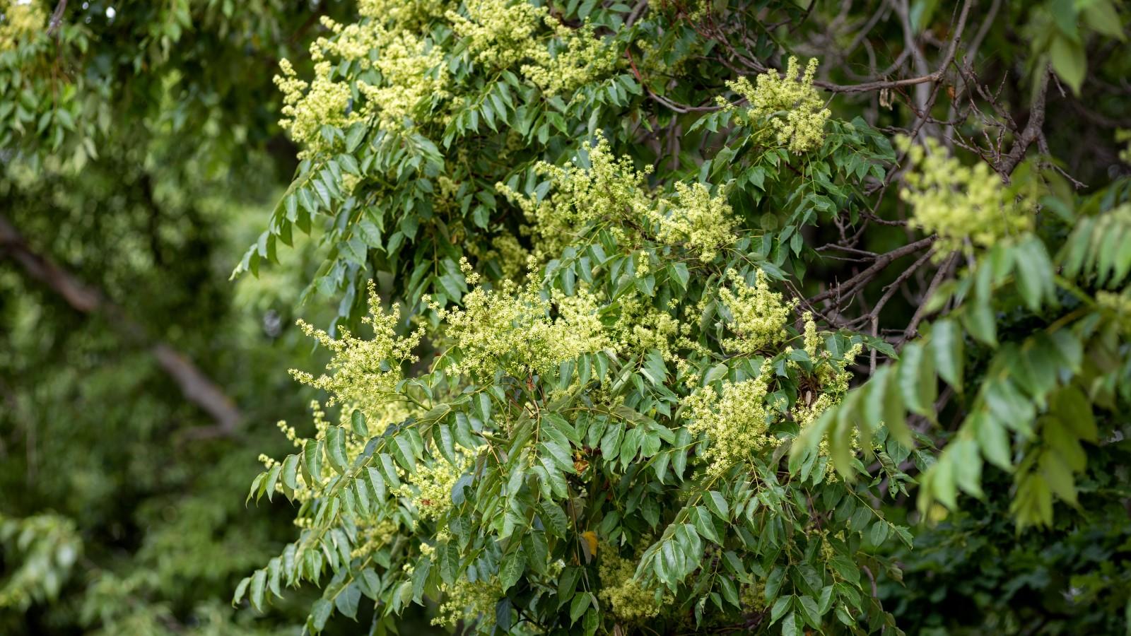 Flower clusters on the branch tips of a mature Tree of Heaven.