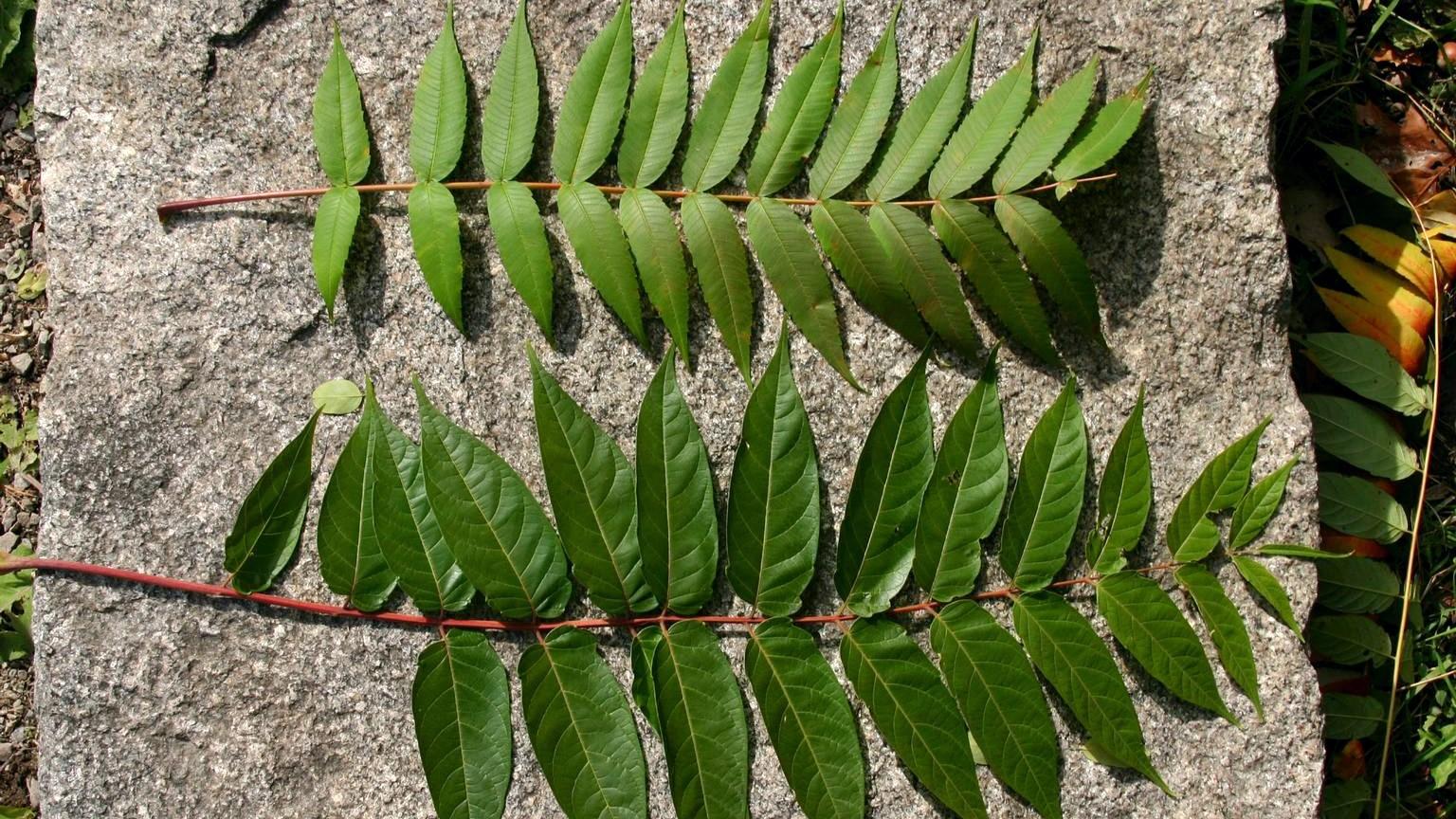 Comparison of tree-of-heaven (bottom) and sumac (top) compound leaves.