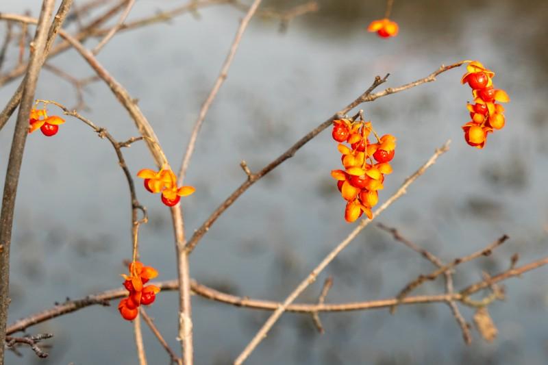 Clusters of red-orange berries at the branch tips of American bittersweet.