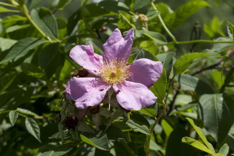 Five-petaled pink swamp rose flower.