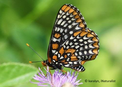 Baltimore checkerspot butterfly on flower