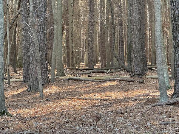 Image of a forest in Maryland that is highly stocked with trees and has minimal understory vegetation.