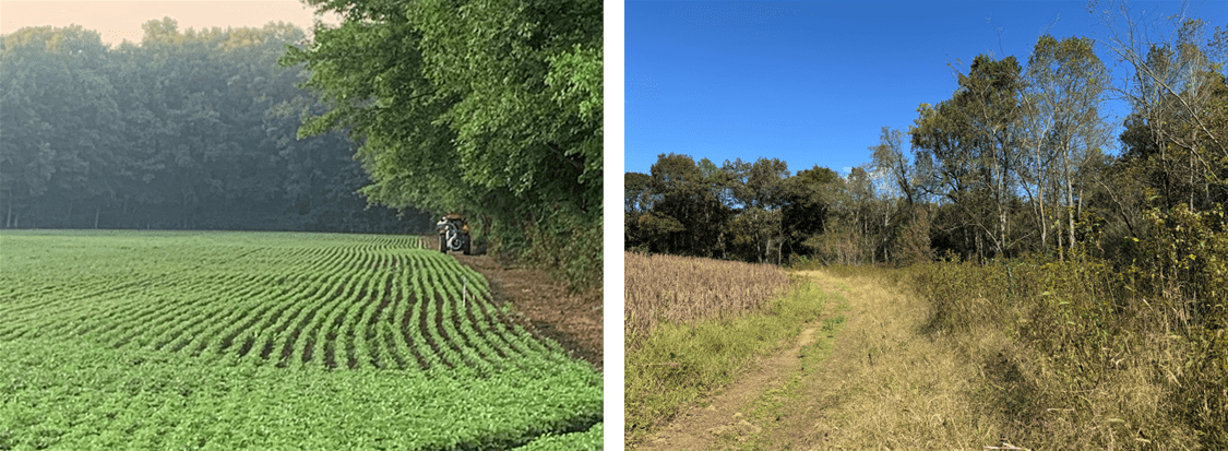 Farm field edge with overhanging trees at the field edge that cause shaded areas, and competition for water and nutrients (left), and Farm field edge with edge feathering applied, where trees have been cut back 100 feet from the field edge, with abundant weedy cover that produces deer feed (right).