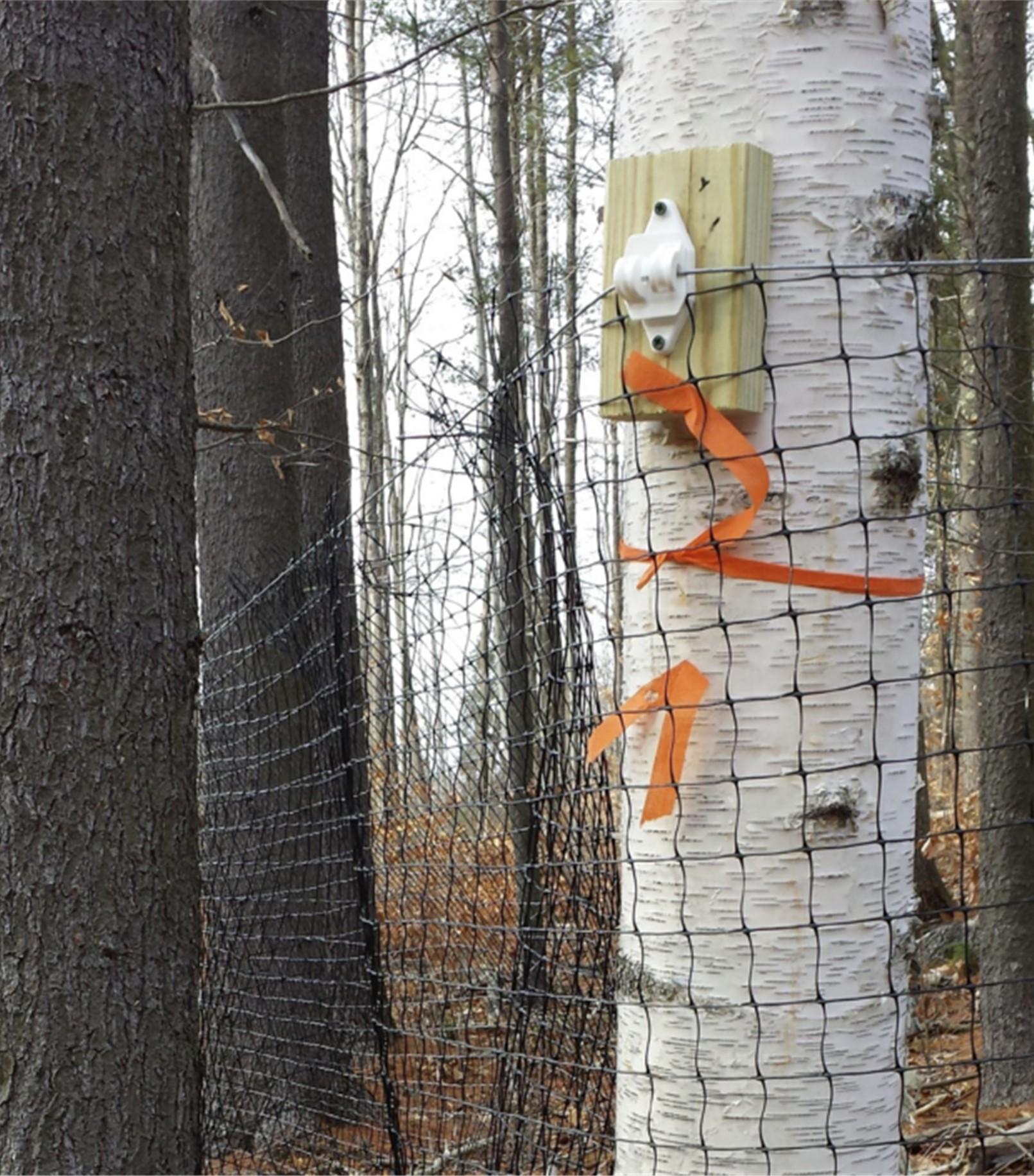 A section of black plastic mesh fencing is attached to a white birch tree in a wooded area. The fence is fastened to the tree with a wooden mounting block and a white insulator-like hardware piece. Orange flagging tape is tied around the tree near the mounting point. Several tall trees and fallen leaves are visible in the background.