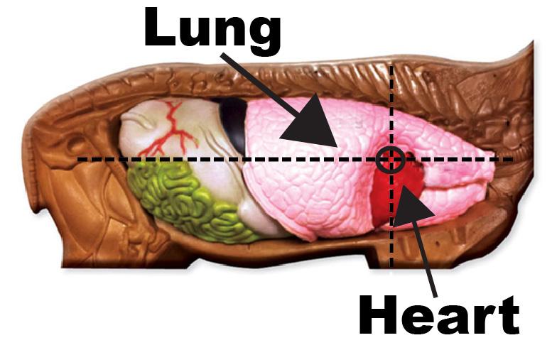 Image showing shot placement at the top of the deer's heart that can immediately incapacitate a deer.